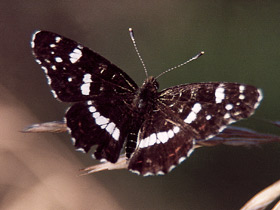 Смотреть фото Гиполимнас болина Фото Гиполимнас болина
