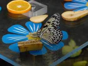 Смотреть фото Гигантская лесная нимфа Фото Гигантская лесная нимфа