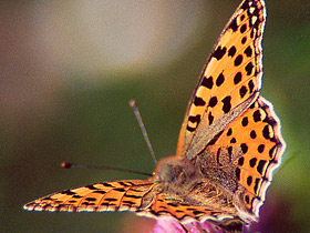 Перламутровка блестящая
