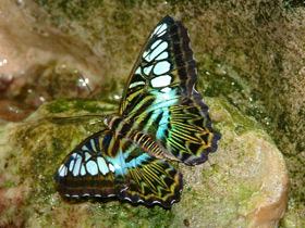 Смотреть фото Лесная дева Фото Лесная дева