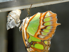 Сипроета Стелена