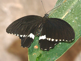 Парусник полит