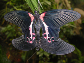 Парусник Румянцева