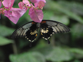 Смотреть фото Парусник Румянцева Фото Парусник Румянцева