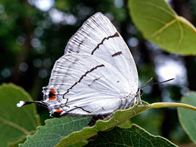 Фото Зефир превосходный