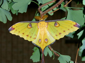 Павлиноглазка комета