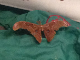 Смотреть фото Павлиноглазка атлас Фото Павлиноглазка атлас