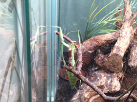 Смотреть фото Древесный богомол Фото Древесный богомол