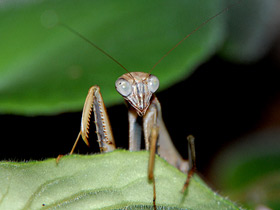 Китайский богомол