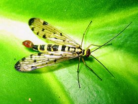 Скорпионницы