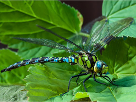 Смотреть фото Синее коромысло Фото Синее коромысло