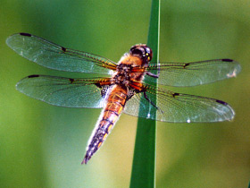 Четырёхпятнистая стрекоза
