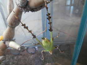 Фото Малазийский листовидный кузнечик