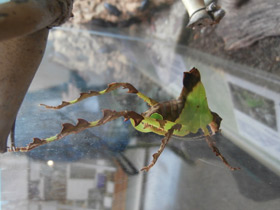 Фото Малазийский листовидный кузнечик