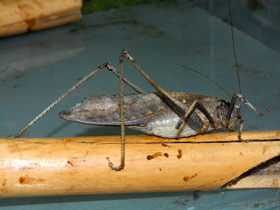 Смотреть фото Камбоджийский кузнечик Фото Камбоджийский кузнечик