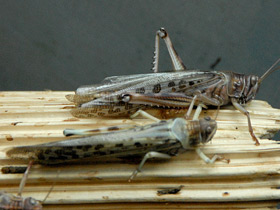 Смотреть фото Пустынная саранча Фото Пустынная саранча