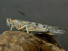 Смотреть фото Пустынная саранча Фото Пустынная саранча