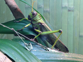 Смотреть фото Гигантская саранча Фото Гигантская саранча