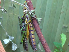 Смотреть фото Гигантская саранча Фото Гигантская саранча