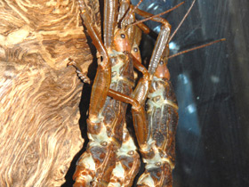 Смотреть фото Новогвинейский палочник Фото Новогвинейский палочник