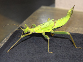 Смотреть фото Разнокрылый гигантский палочник Фото Разнокрылый гигантский палочник