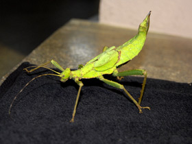 Разнокрылый гигантский палочник