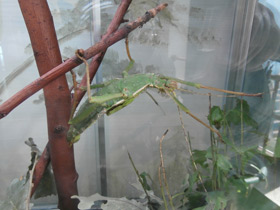 Смотреть фото Разнокрылый гигантский палочник Фото Разнокрылый гигантский палочник