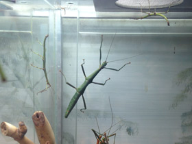 Смотреть фото Палочник перифетес Фото Палочник перифетес