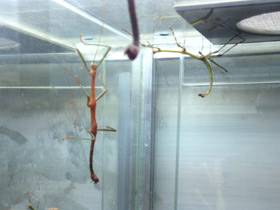 Смотреть фото Палочник перифетес Фото Палочник перифетес