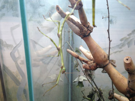 Смотреть фото Палочник перифетес Фото Палочник перифетес