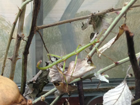 Смотреть фото Палочник перифетес Фото Палочник перифетес