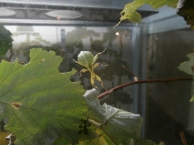 Смотреть фото Палочник-листовидка Фото Палочник-листовидка