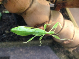 Смотреть фото Палочник-листовидка Фото Палочник-листовидка