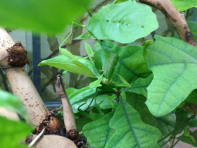 Смотреть фото Палочник-листовидка Фото Палочник-листовидка