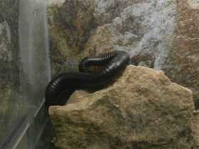 Смотреть фото Настоящие кивсяки Фото Настоящие кивсяки