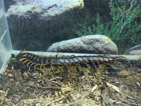 Смотреть фото Настоящие сколопендры Фото Настоящие сколопендры