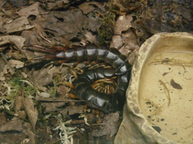 Смотреть фото Настоящие сколопендры Фото Настоящие сколопендры