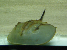 Фото Мечехвосты