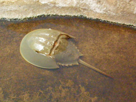 Фото Мечехвосты