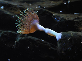 Смотреть фото Каменная актиния Фото Каменная актиния