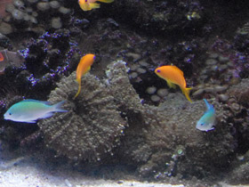 Фото Родактис