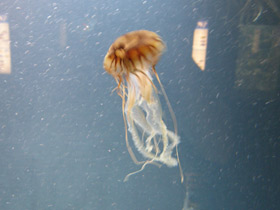 Смотреть фото Компасная медуза Фото Компасная медуза