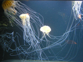 Смотреть фото Компасная медуза Фото Компасная медуза