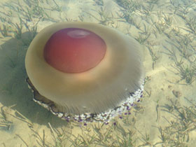 Смотреть фото Котилориза Фото Котилориза