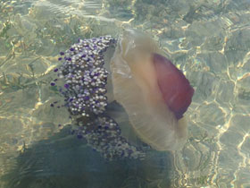 Котилориза