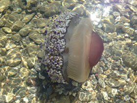 Смотреть фото Котилориза Фото Котилориза