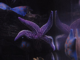 Смотреть фото Амурская звезда Фото Амурская звезда