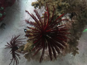 Смотреть фото Морские лилии Фото Морские лилии