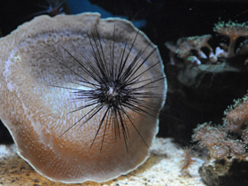 Смотреть фото Длинноиглая диадема Фото Длинноиглая диадема