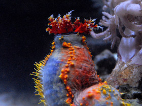 Смотреть фото Трехцветная голотурия Фото Трехцветная голотурия